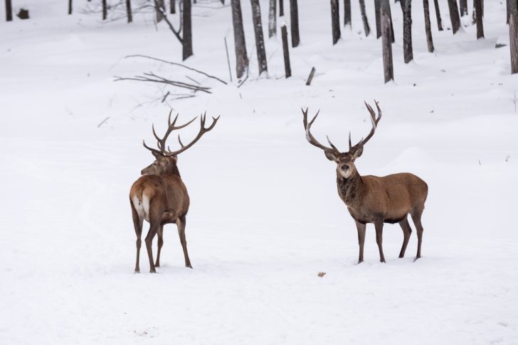雪の上を歩く鹿